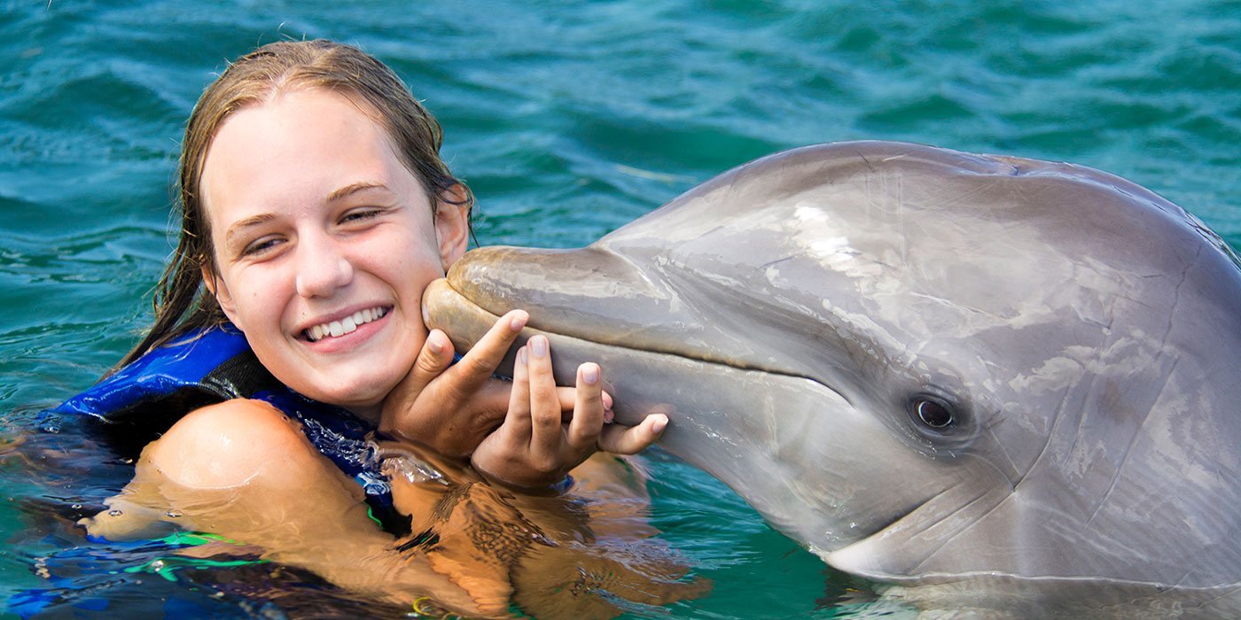 dolphin2